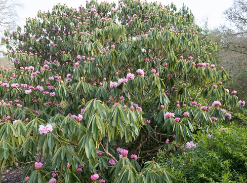 Large Rhododendron with wilting drooping leaves caused by dry weather conditions