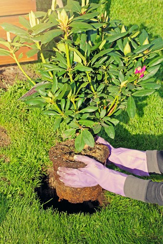 Planting new rhododendron - keep it well watered to avoid wilting
