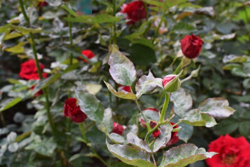 Powdery mildew on roses which can be treated with a fungicide
