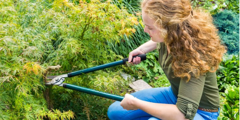 I discuss how and when to prune acer trees several techniques. ideally you need to prune when its dormant.