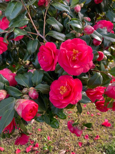Best time to prune camellias to get a camellia to flower well