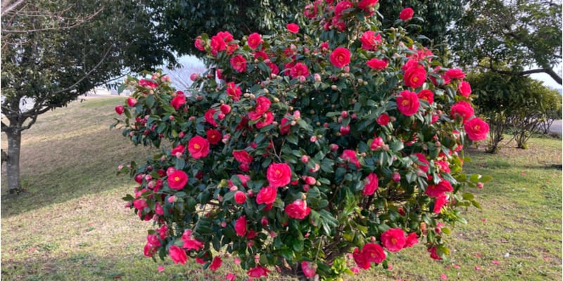 Pruning Camellias to maintain the shape, rejuvenate and remove dead