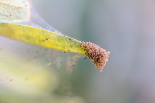 Spider mites are tiny spiders but there are usually first spotted by there webs