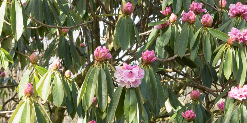 Rhododendrons can sometime start to wilt and the leaves begin to droop so in this guide I show it happens and how to overcome it.