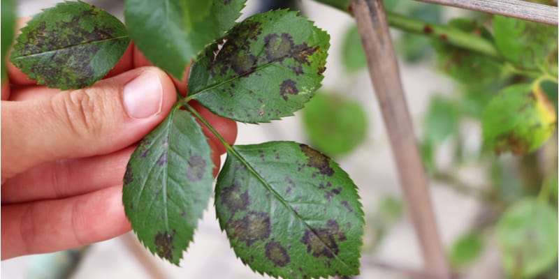 In this guide, I show you some of the most common rose problems caused by diseases and pests. With pictures, identify your problem now.