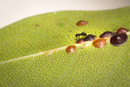 Scales insects that suck sap from plants damaging them
