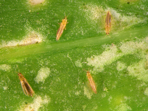 Thrips that attack many different plants including Poinsettias