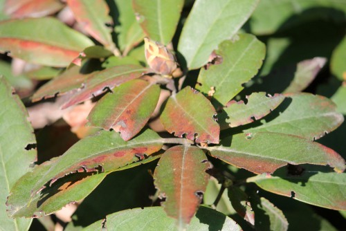 Vine weevil damage on Rhododendron