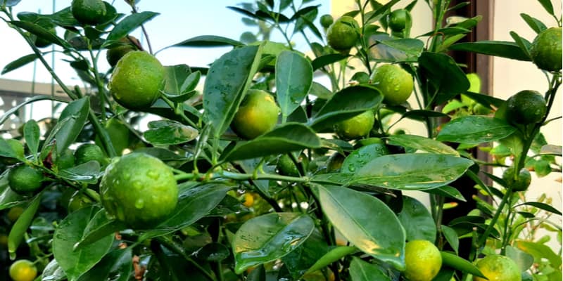 There are a few reasons why your lemon tree might be dropping the baby lemons from aphids to growing conditions. Learn more