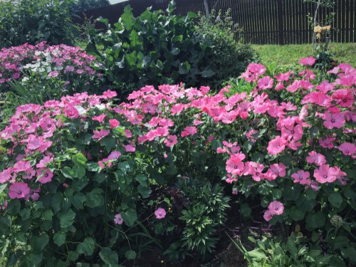 Caring for some stunning Lavatera plants