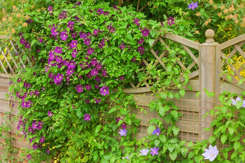 Clematis growing up fence