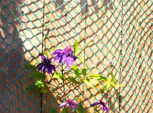Clematis growing up garden netting against a fence