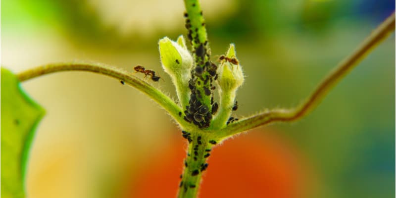 Clematis problems including pests and diseases