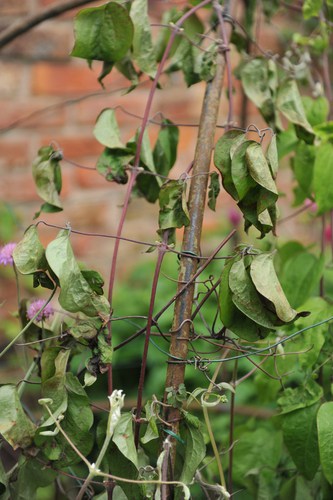 Clematis wilt caused by a fungus