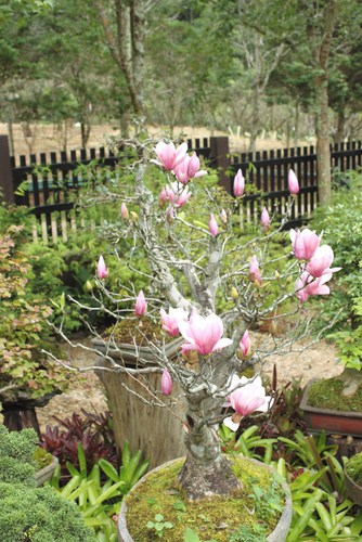 Established magnolia growing in large pot