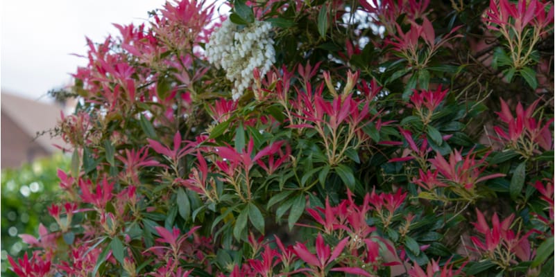 Learn about growing Pieris Forest Flame from the perfect growing condition, propagation and pests and diseases to look out for.