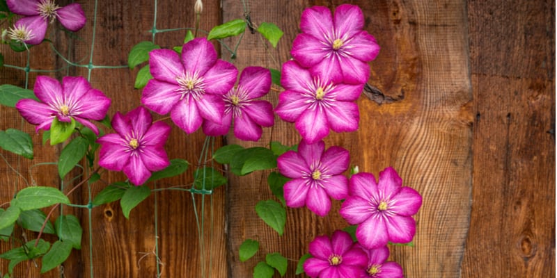 Growing clematis against a fence or wall