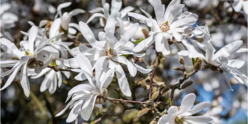 Growing magnolias in pots is a good way to grow some of the smaller magnolia varieties such as Stellata. Learn how to grow them in pots here