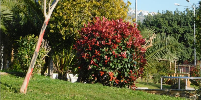 Støvet Isse voldtage Growing Photinia 'Red Robin' – Planting, pruning and common problems