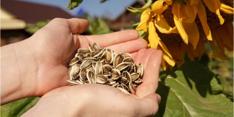 How and when to Collect Sunflower Seeds Plus Some Tips To Keep The Squirrels and Birds off Them
