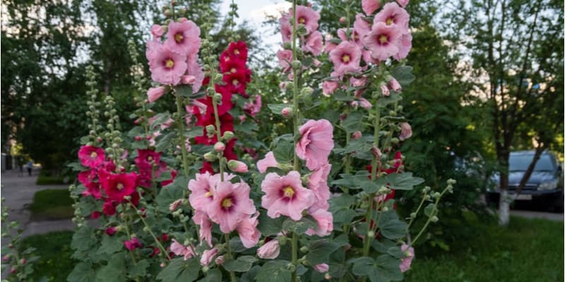 In this guide i explain when and how to take Lavatera cuttings step by step. Ideally you need to take semi-hardwood cuttings in mid Summer. Learn more