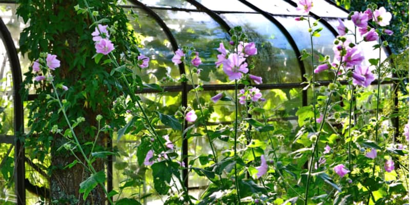 How to grow Lavatera Mallow Bushes and Care Guide