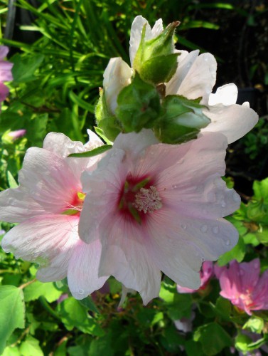 Lavatera Barnsley Baby ideal for growing in containers