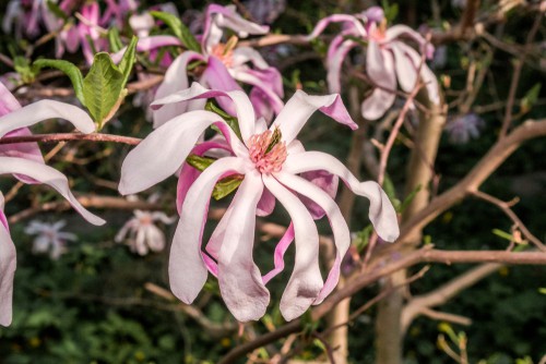Magnolia stellata rosea which is perfect for growing in large containers