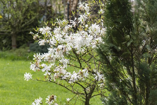 Magnolia stellata which is ideal for growing on containers