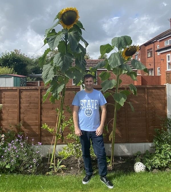 Large sunflowers that have several canes to support the heavy heads to stop them from dtooping