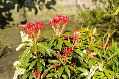 Pieris Forest Flame red leaves in spring