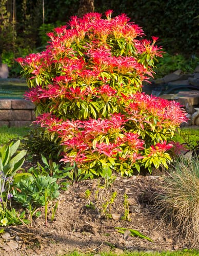 Pieris forest flame growing in border with bright red new growth in spring