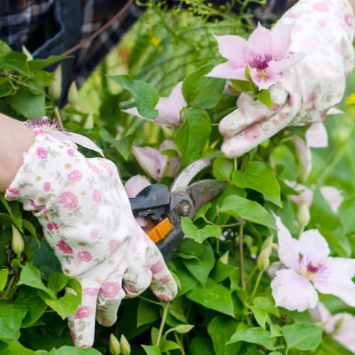 pruning clematis to prevent non flowering issues