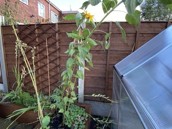 Sunflower drooping because it does not have enough support