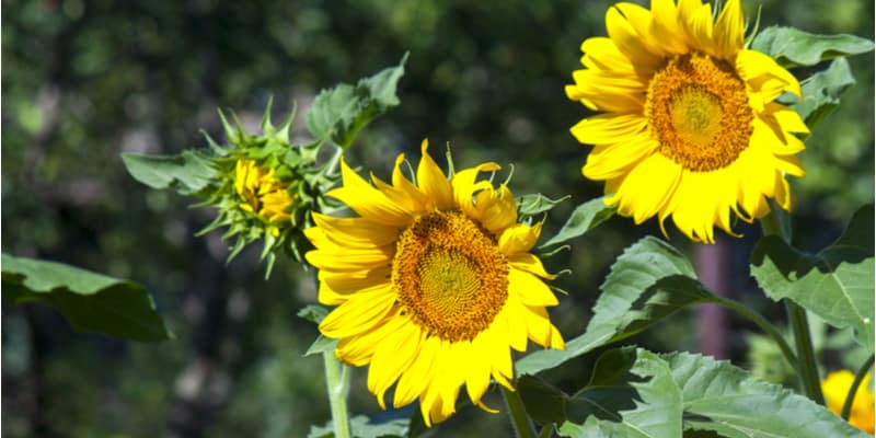 In this article I talk about the most common reasons why your sunflower leaves are curling from irrigation issues to pests.