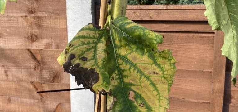 If you are asking yourself why are my sunflower leaves turning yellow, this guide will help you identify the problem and how to fix it.