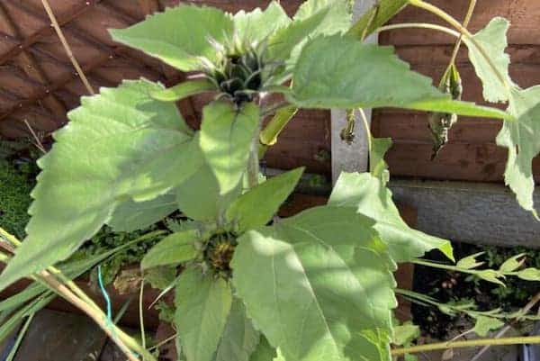 Sunflowers that have been properly cared for an have started to produce buds