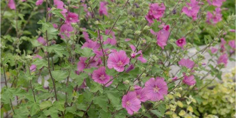 In this guide I talk about 5 reasons why your Lavatera is probably not flowering for overfeeding to incorrect of lack of pruning and more