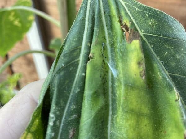 pest such as caterpillars and aphids attack the leaves of sunflowers which can cause the leaves to curl