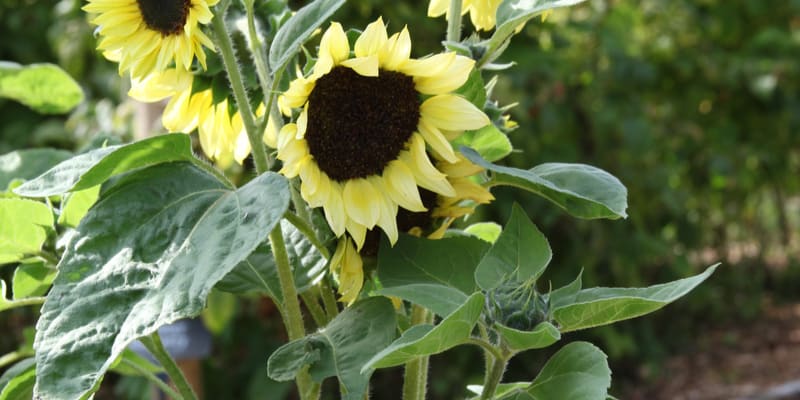 Many people ask why are my sunflowers not flowering so I have listed common reasons and how to fix them from not getting enough sun, overfeeding and more