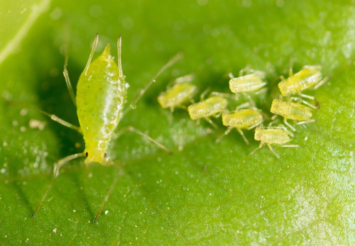 Greenfly aphids that attack garden leaves 
