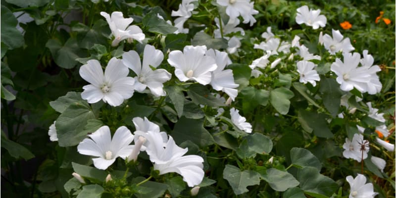 Growing Lavatera in pots