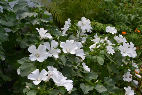 Lavatera plants can be attacked by pests that cause foliage damage and wilting