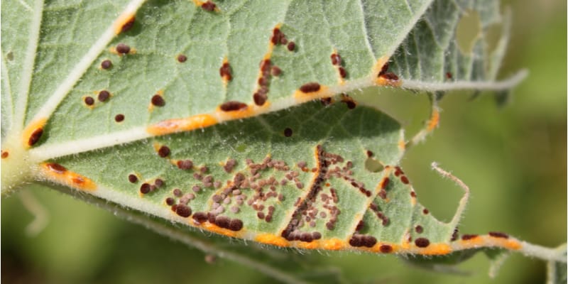 Pests and Diseases That Attack Lavatera Plants