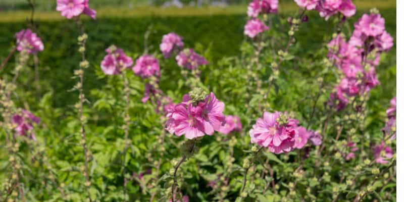 In this guide, I talk about why your Lavatera leaves might be turning yellow and what to do about it. Overwatering, pests, late fall and more