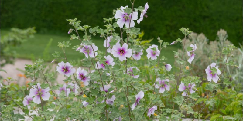 Why is my Lavatera wilting and how to revive it