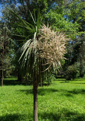 Cordyline cabbage palm blooming which usually happens from around June with flower spikes emerging from around May