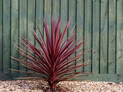 Cordyline planted in the garden that is small enough to protect in winter with fleece and tie the leaves up to protect the crown