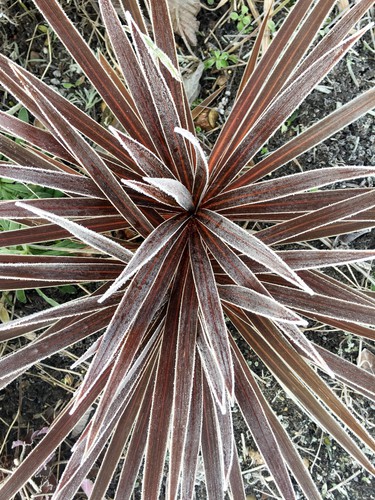 how to protect red cordylines in winter