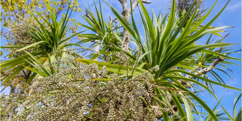 One of the most common questions I get asked is Do Cordylines flower? Learn more about what you need to do and more importantly what not to do
